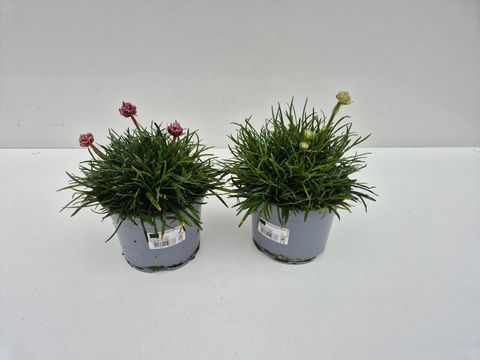 Armeria maritima