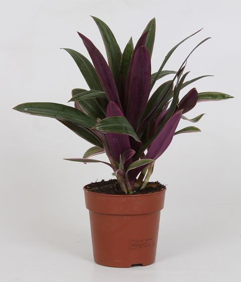 Tradescantia spathacea SITARA