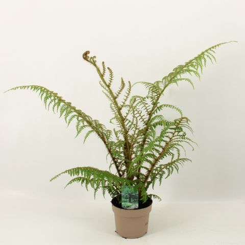 Cyathea tomentosissima 'Highland Lace'