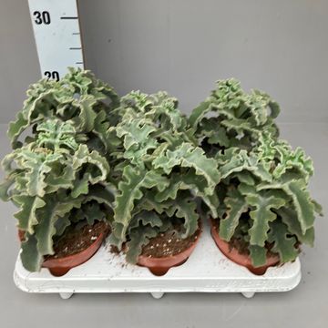 Kalanchoe beharensis 'Maltese Cross'