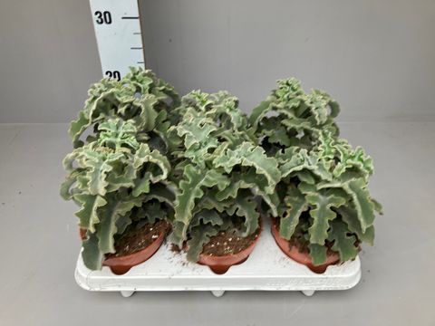 Kalanchoe beharensis 'Maltese Cross'