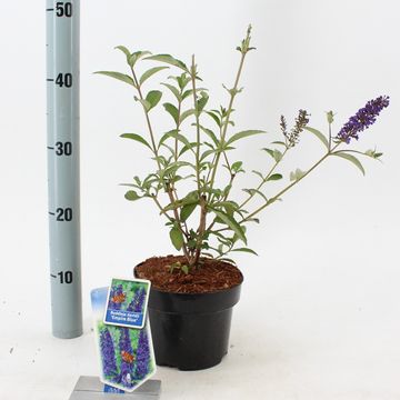 Buddleja davidii 'Empire Blue'