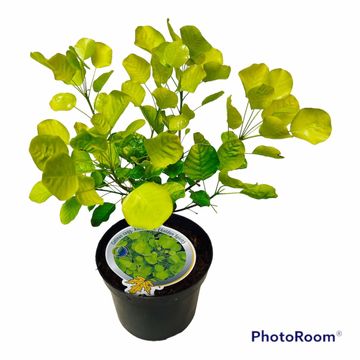 Cotinus coggygria GOLDEN SPIRIT