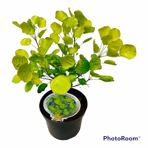 Cotinus coggygria GOLDEN SPIRIT