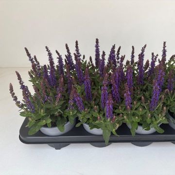 Salvia nemorosa