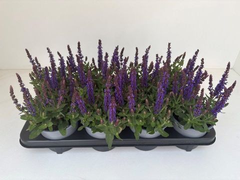 Salvia nemorosa