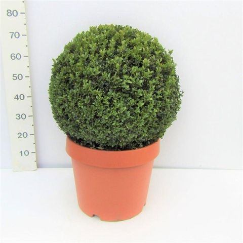 Buxus sempervirens