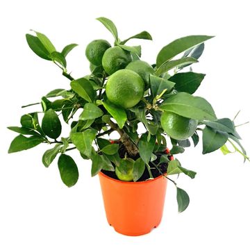 Citrus x limonia 'Rangpur'