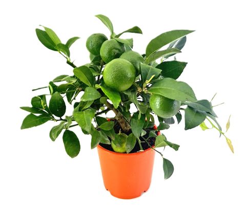 Citrus x limonia 'Rangpur'