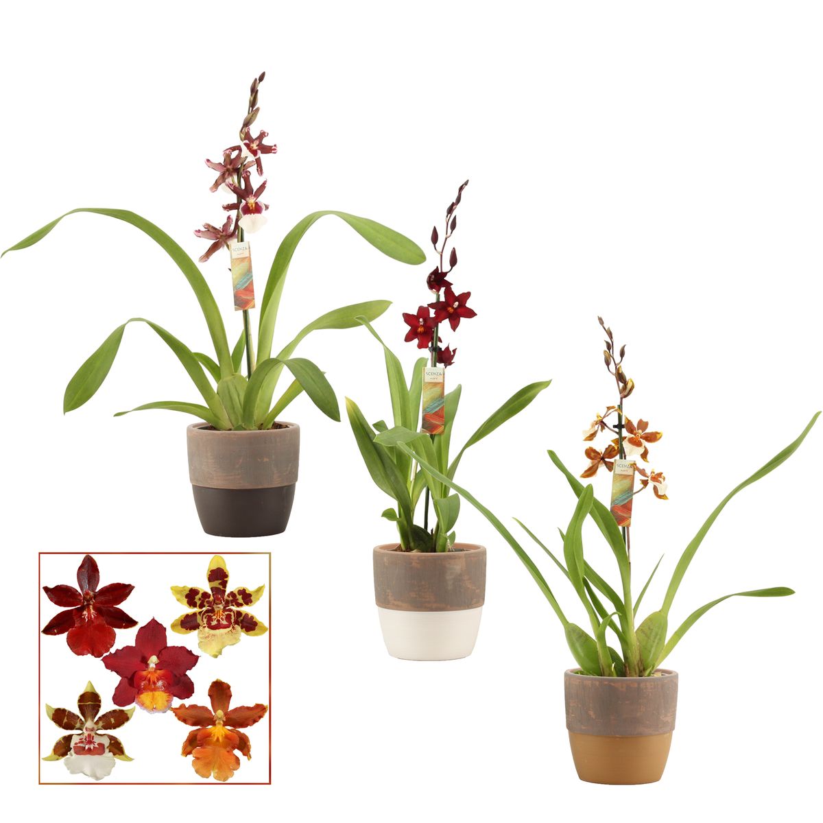 x Cambria MIX — Plant Wholesale FlorAccess