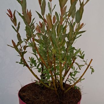 Salix integra 'Flamingo'