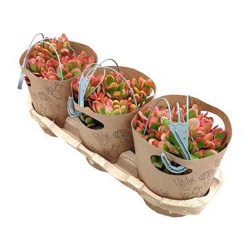 Crassula ovata 'Hummel's Sunset'