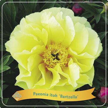 Paeonia 'Bartzella'