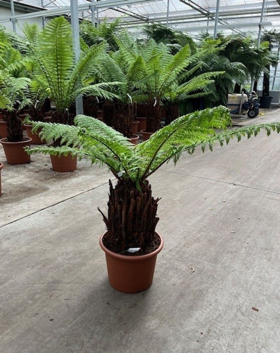 Dicksonia antarctica  Pflanzengrohandel FlorAccess