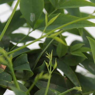 Nandina domestica MAGICAL LEMON & LIME