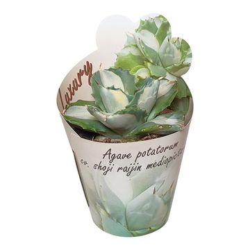 Agave potatorum verschaffeltii 'Shoji Raijin Mediopicta Alba'