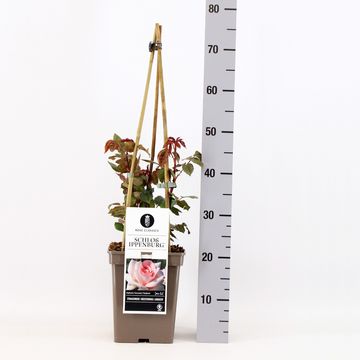 Rosa SCHLOSS IPPENBURG / PRINCE JARDINIER