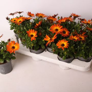 Osteospermum MARGARITA ORANGE FLARE