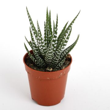 Haworthia fasciata 'Big Band'