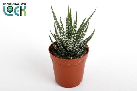 Haworthia fasciata 'Big Band'