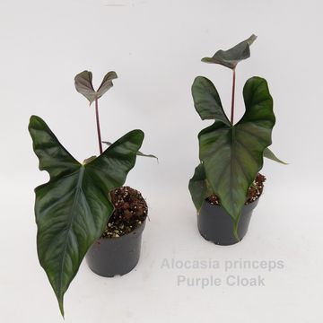 Alocasie princeps 'Purple Cloak'