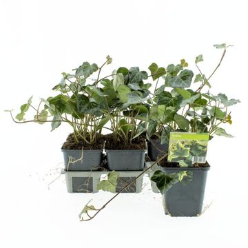 Hedera helix 'Plattensee'