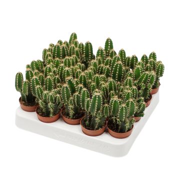 Cereus repandus 'Florida'