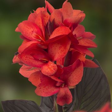 Канна 'Cannasol Happy Julia'