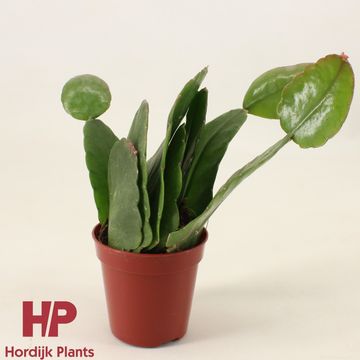 Rhipsalis pachyptera rubra