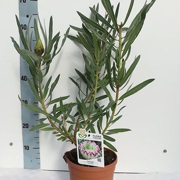 Protea neriifolia 'Limelight'