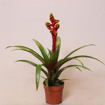 Guzmania 'Loja'