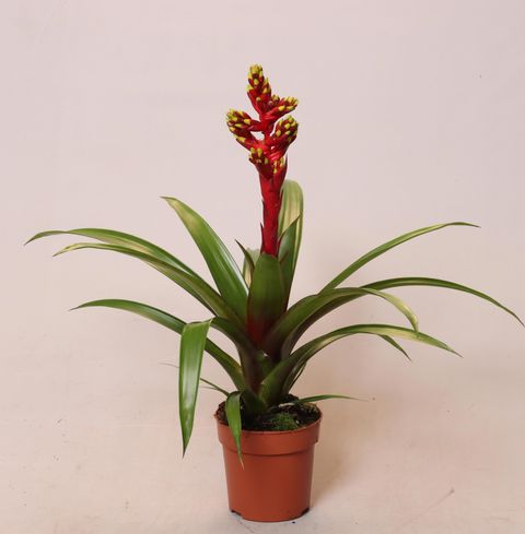 Guzmania 'Loja'