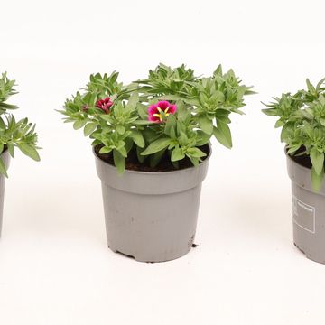 Calibrachoa CABARET GOOD NIGHT KISS