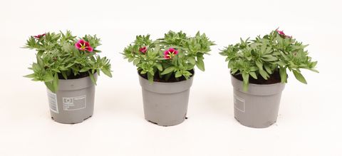 Calibrachoa CABARET GOOD NIGHT KISS