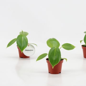 Філодендрон pittieri