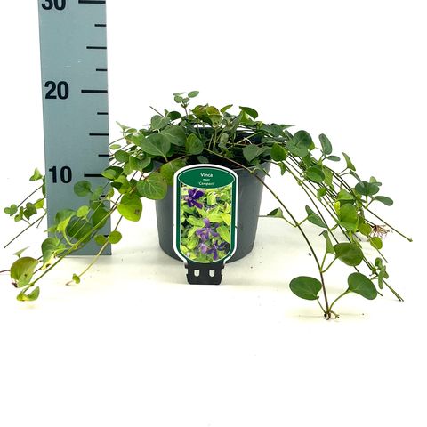 Vinca major 'Compact'