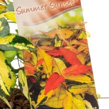 Trachelospermum asiaticum SUMMER SUNSET