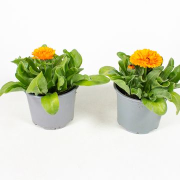 Calendula officinalis