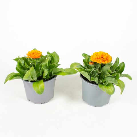 Calendula officinalis