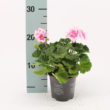 Pelargonium KATY
