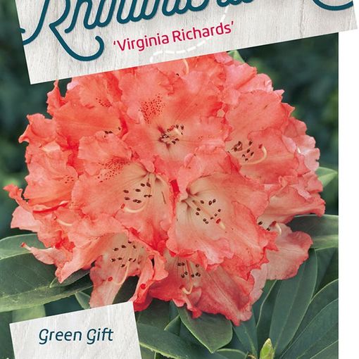 Rhododendron 'Virginia Richards'