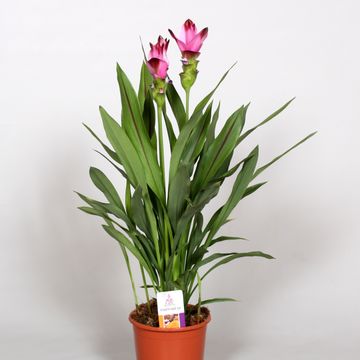 Curcuma alismatifolia SIAM SPLASH