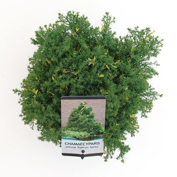 Chamaecyparis obtusa 'Saffron Spray'