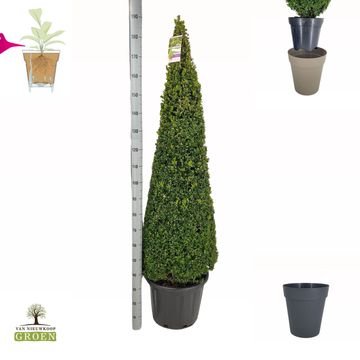 Buxus sempervirens