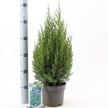 Juniperus chinensis 'Stricta'