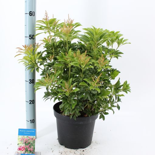 Pieris japonica 'Passion' (About Plants Zundert BV)