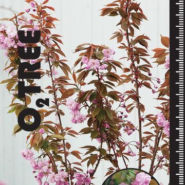 Prunus serrulata 'Kanzan'