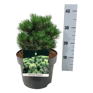 Pinus uncinata 'Heideperle'