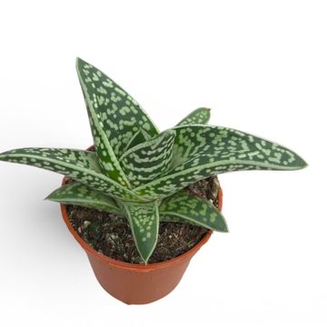 x Gasteraloe 'Aveo'