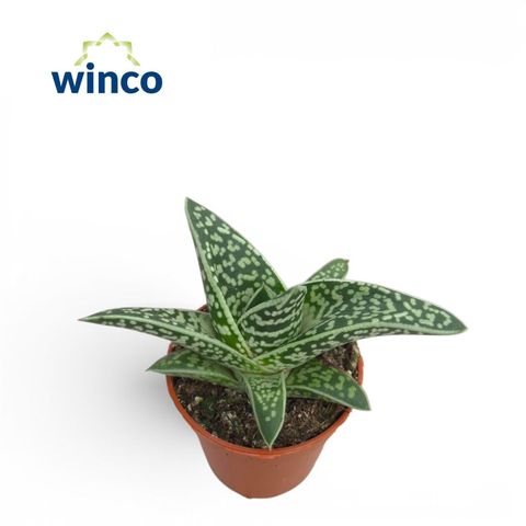 x Gasteraloe 'Aveo'